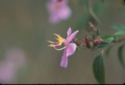 Melastomataceae Tibouchina geitneriana