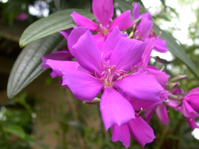 Melastomataceae Tibouchina granulosa