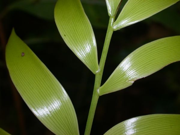 Zamiaceae Zamia pseudomonticola