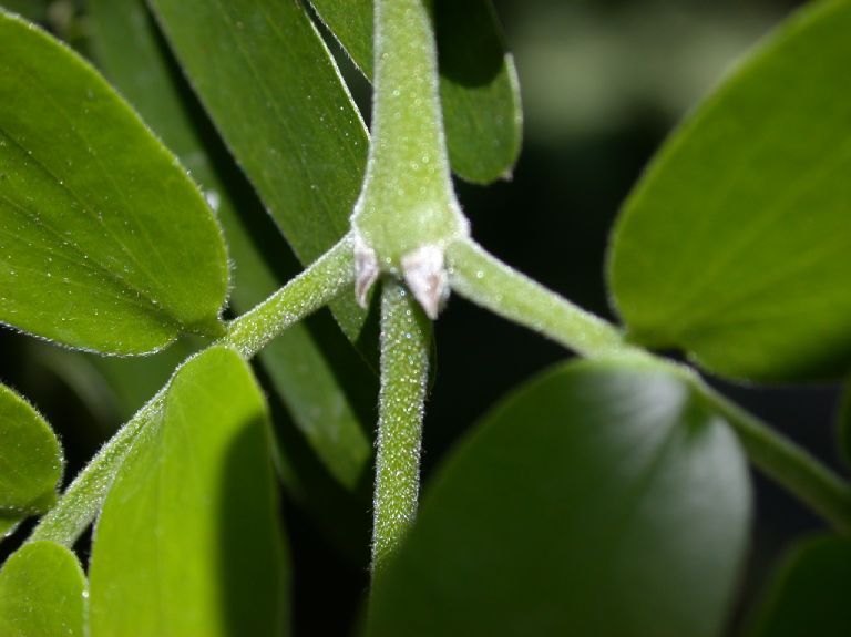 Zygophyllaceae Bulnesia 
