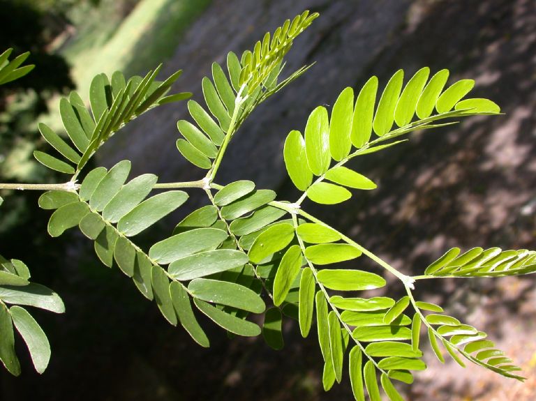 Zygophyllaceae Bulnesia arborea