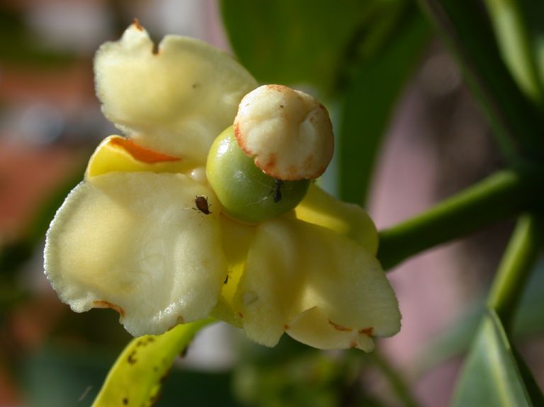 Clusiaceae Garcinia hombroniana