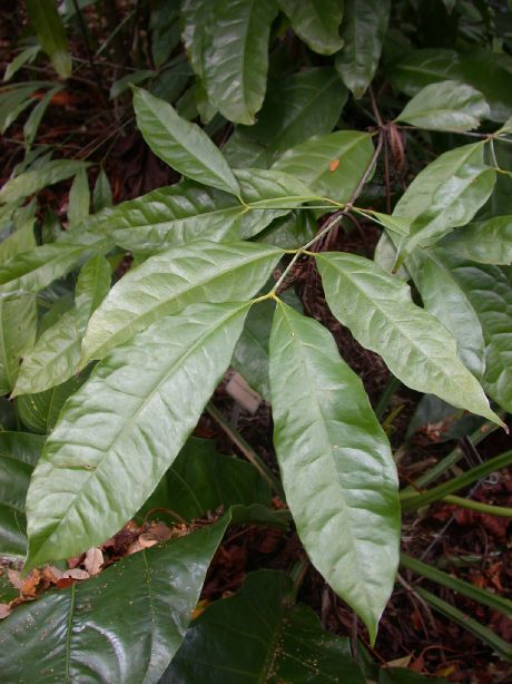 Gnetaceae Gnetum gnemoides