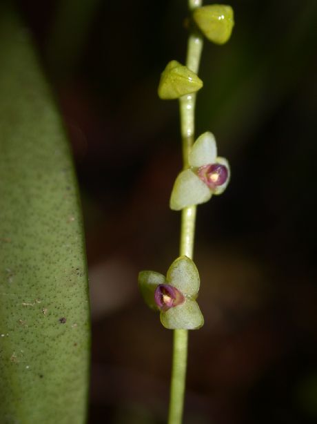 Orchidaceae Estelis 