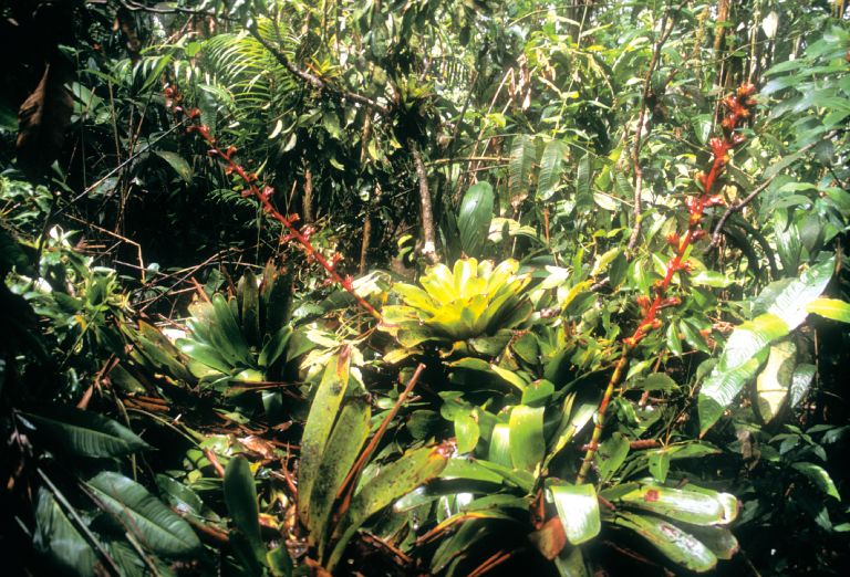 Bromeliaceae Glomeropitcairnia erectiflora