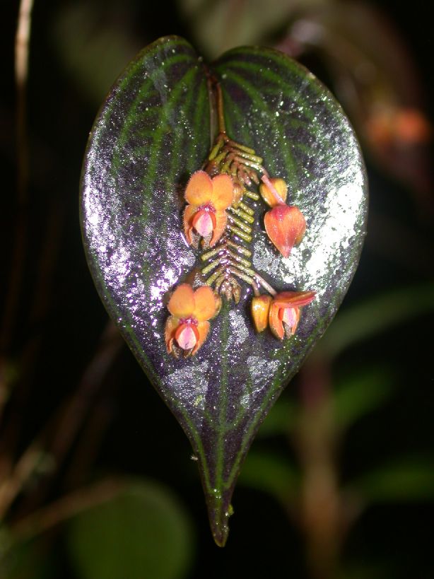 Orchidaceae Lepanthes mystax