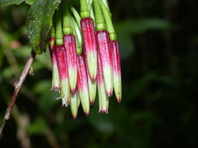 Ericaceae Satyria panurensis