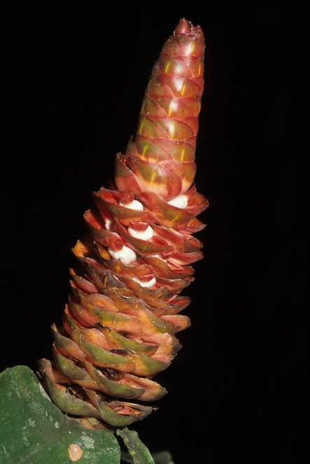 Costaceae Costus pulverulentus