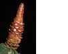 image of Costus pulverulentus