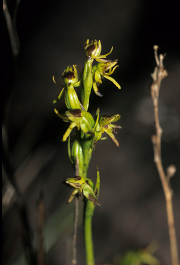 Orchidaceae Habenaria roraimensis