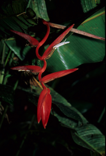 Heliconiaceae Heliconia 