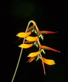Heliconiaceae Heliconia 