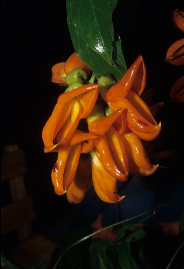 Fabaceae Mucuna rostrata