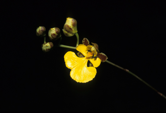 Orchidaceae Oncidium orthostates