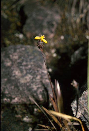 Xyridaceae Xyris 