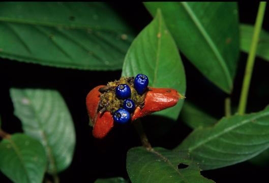 Rubiaceae Psychotria poeppigianna