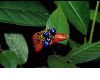 image of Psychotria poeppigianna