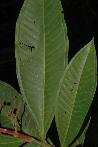 Melastomataceae Miconia trinervia