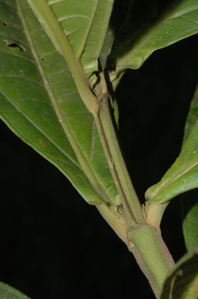 Melastomataceae Miconia trinervia