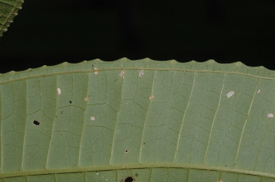 Melastomataceae Miconia glandulifera