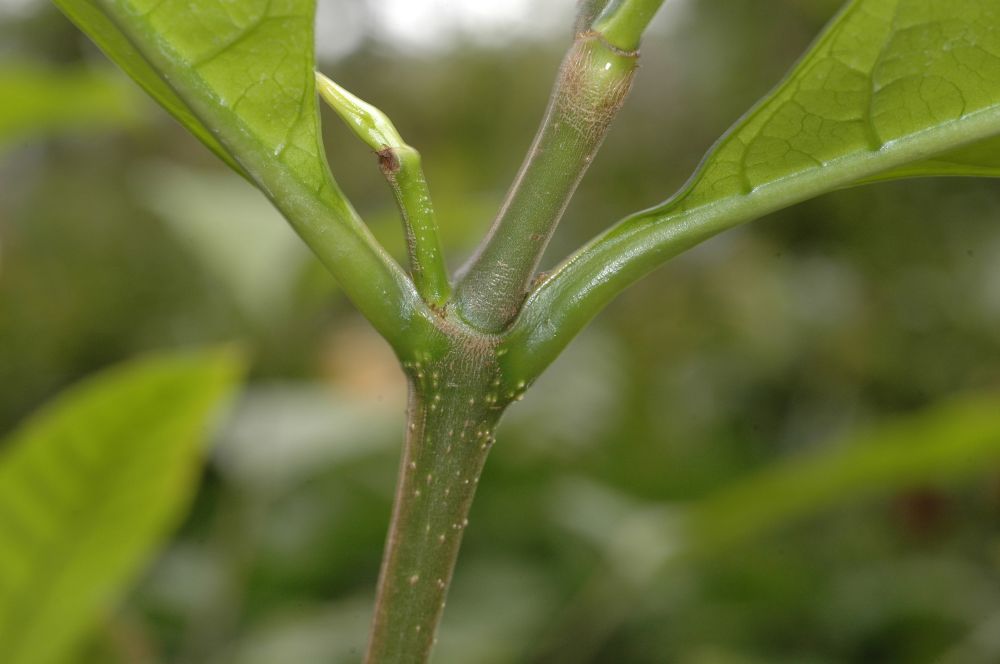 Apocynaceae Kopsia fruticosa