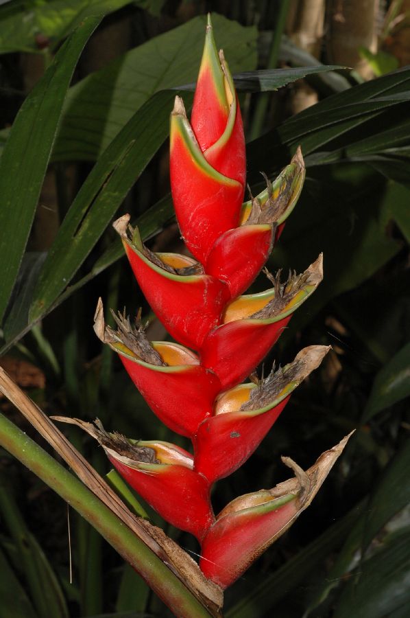 Heliconiaceae Heliconia rodriguensis