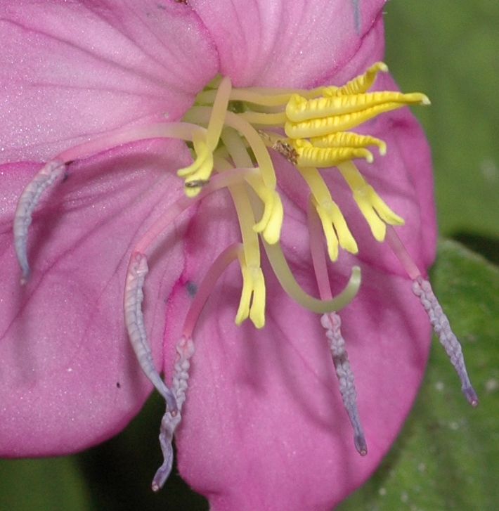 Melastomataceae Dissotis rotundifolia