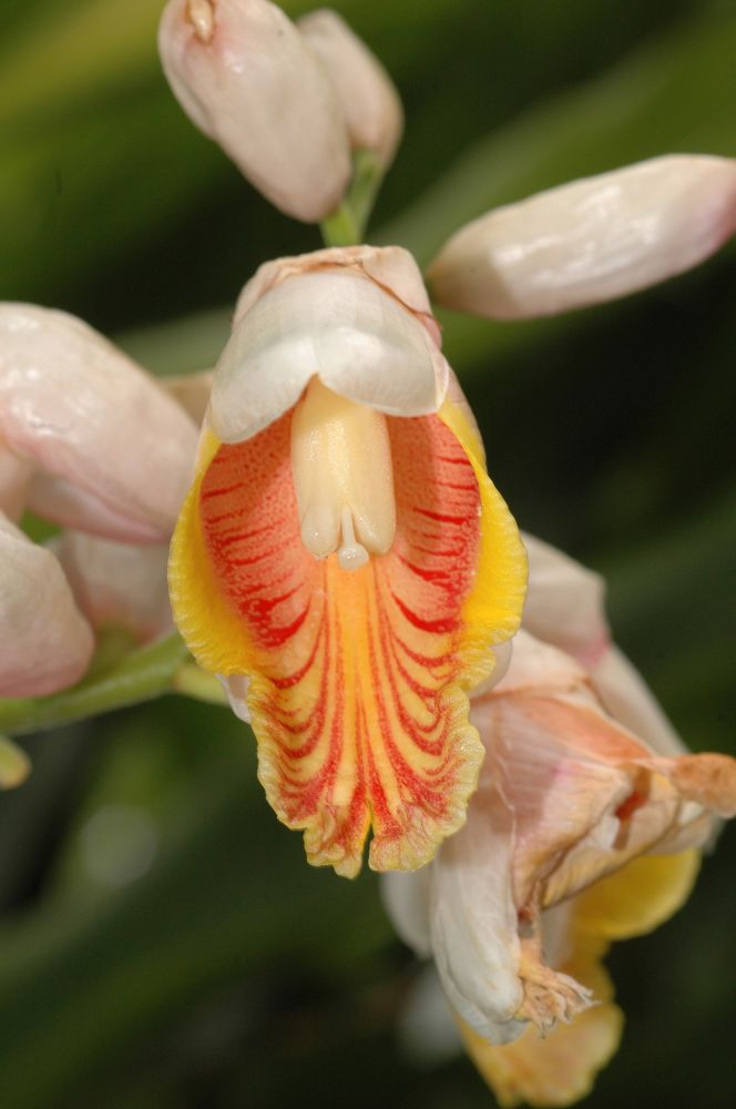 Zingiberaceae Alpinia henryi