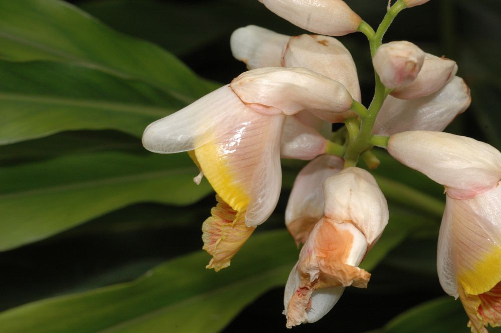 Zingiberaceae Alpinia henryi