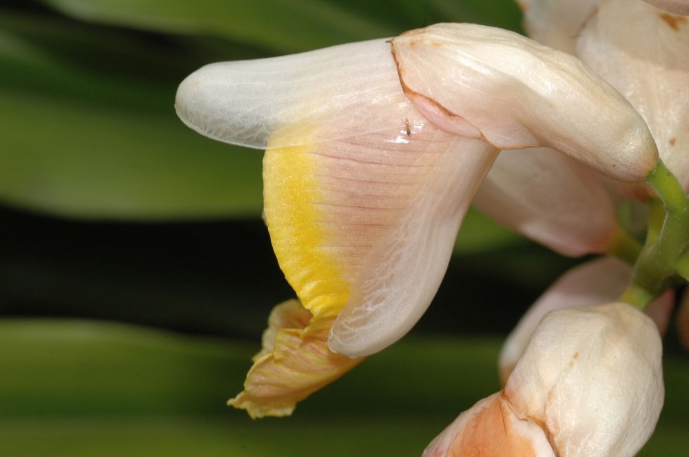 Zingiberaceae Alpinia henryi