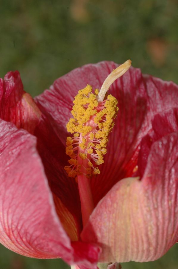 Malvaceae Thespesia grandiflora