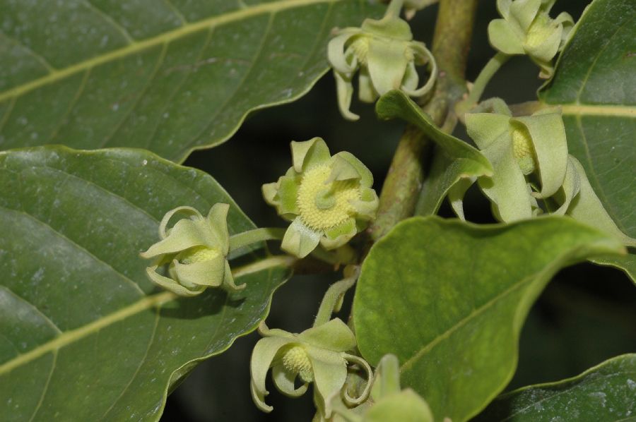 Annonaceae Cananga odorata