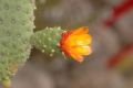 image of Opuntia spinosissima