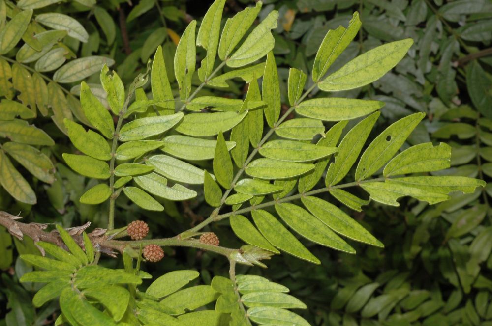 Fabaceae Calliandra haematocephala