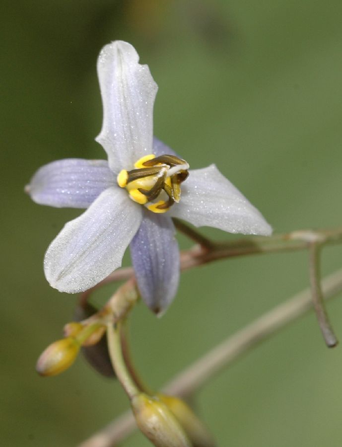 Asphodelaceae Dianella tasmanica