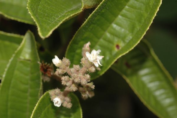 Melastomataceae Miconia ibaguensis