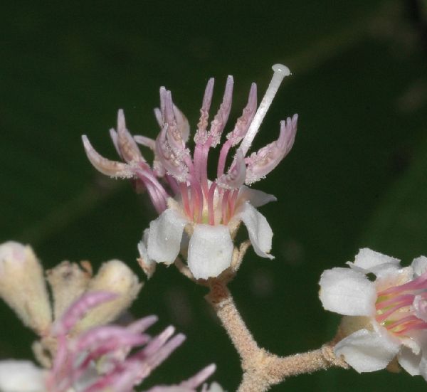 Melastomataceae Miconia molybdea