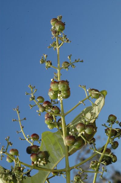Melastomataceae Miconia alternans
