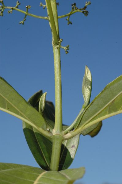 Melastomataceae Miconia alternans