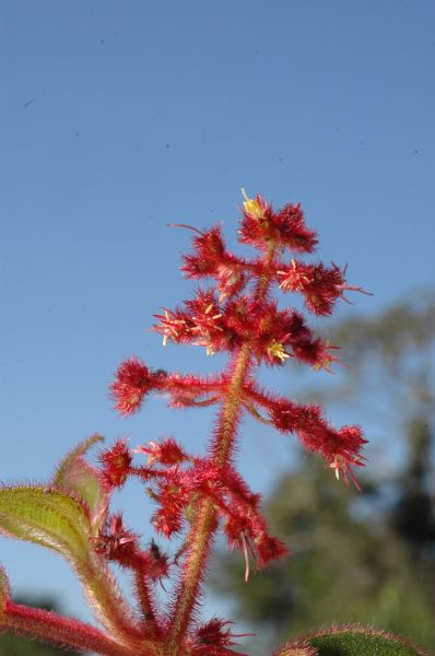 Melastomataceae Leandra dichotoma