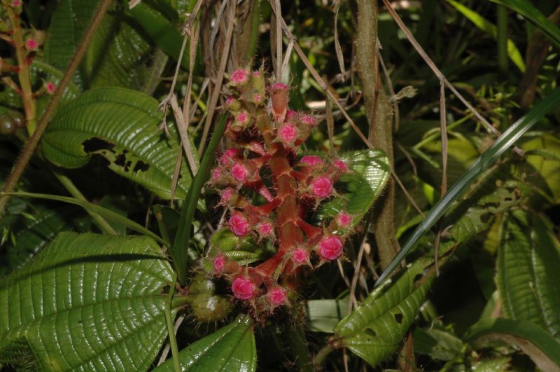 Melastomataceae Tococa guianensis