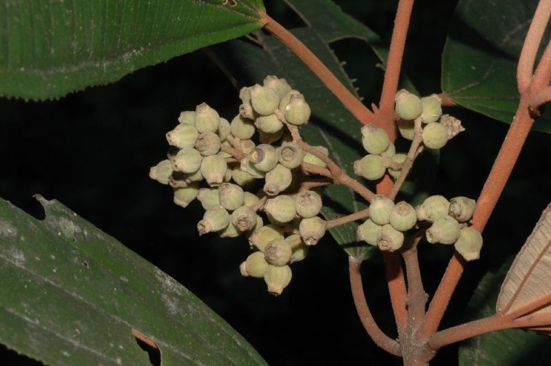 Melastomataceae Miconia bubalina