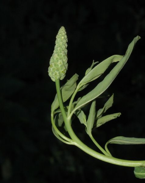Sphenocleaceae Sphenoclea zeylanica