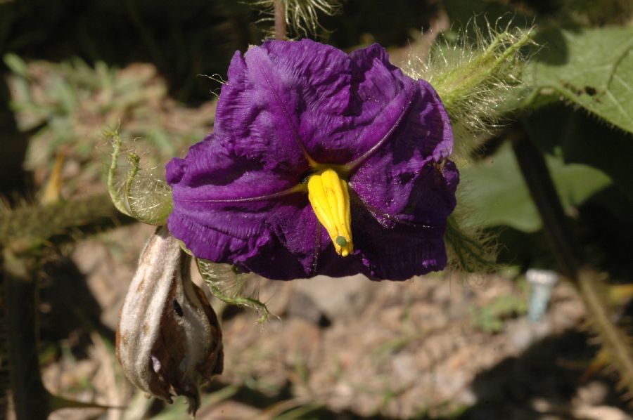 Solanaceae Solanum urticans