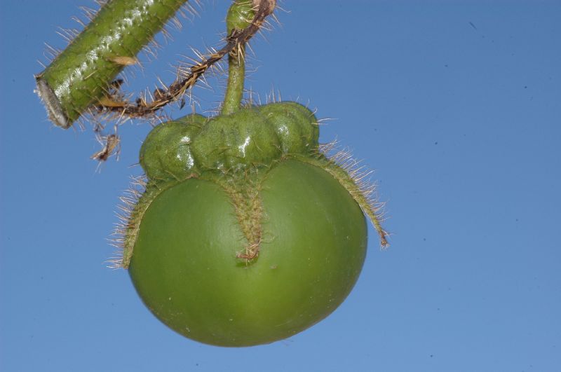 Solanaceae Solanum urticans