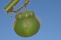 image of Solanum urticans
