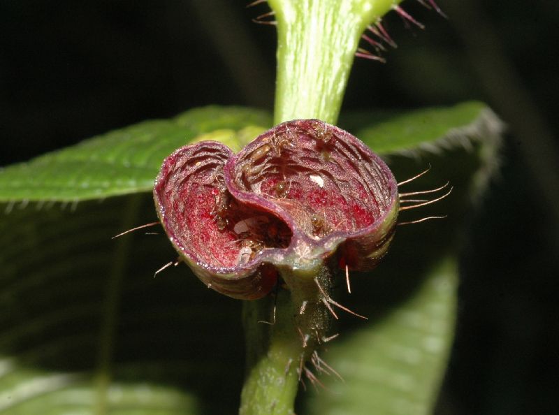 Melastomataceae Tococa guianensis