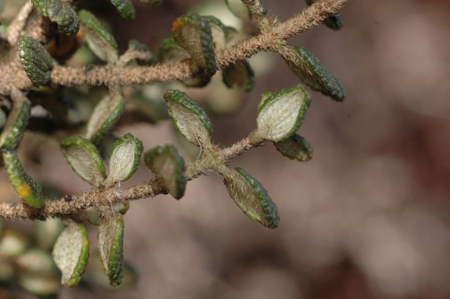 Melastomataceae Chaetolepis lindeniana