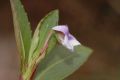 image of Viola stipularis