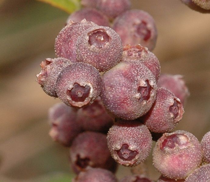Melastomataceae Miconia jahnii
